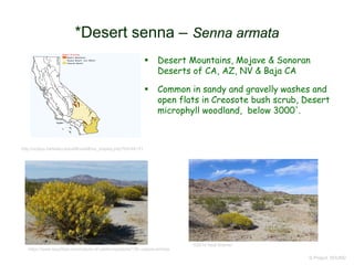  Desert Mountains, Mojave & Sonoran
Deserts of CA, AZ, NV & Baja CA
 Common in sandy and gravelly washes and
open flats in Creosote bush scrub, Desert
microphyll woodland, below 3000'.
© Project SOUND
*Desert senna – Senna armata
http://ucjeps.berkeley.edu/eflora/eflora_display.php?tid=44131
©2014 Neal Kramer
https://www.laspilitas.com/nature-of-california/plants/135--cassia-armata
 