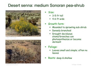 © Project SOUND
Desert senna: medium Sonoran pea-shrub
 Size:
 3-5 ft tall
 4-6 ft wide
 Growth form:
 Mounded to sprawling sub-shrub
 Densely branched
 Drought deciduous;
stems/branches can
photosynthesize or become
dormant
 Foliage:
 Leaves small and simple; often no
leaves
 Roots: deep & shallow
©2004 Heath McAllister
©2017 Jean Pawek
 