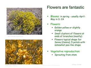 © Project SOUND
Flowers are fantastic
 Blooms: in spring - usually April-
May in S. CA
 Flowers:
 Golden yellow or slightly
orange
 Small clusters of flowers at
ends of branches (mostly)
 Flowers typical shape for
Senna (Cassia); 5 petals with
somewhat pea-like shape
 Vegetative reproduction:
 Sprouting from stem
http://www.answers.com/topic/dudleya©1992 Gary A. Monroe
©2010 Michelle Cloud-Hughes
 
