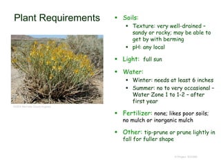 © Project SOUND
Plant Requirements  Soils:
 Texture: very well-drained –
sandy or rocky; may be able to
get by with berming
 pH: any local
 Light: full sun
 Water:
 Winter: needs at least 6 inches
 Summer: no to very occasional –
Water Zone 1 to 1-2 – after
first year
 Fertilizer: none; likes poor soils;
no mulch or inorganic mulch
 Other: tip-prune or prune lightly in
fall for fuller shape
©2004 Michelle Cloud-Hughes
 