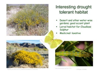 © Project SOUND
Interesting drought
tolerant habitat
Gerald and Buff Corsi © California Academy of Sciences
http://benkolstad.net/?p=7779
 Desert and other water-wise
gardens; good accent plant
 Larval habitat for Cloudless
Sulphur
 Medicinal: laxative
 