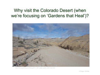 Why visit the Colorado Desert (when
we’re focusing on ‘Gardens that Heal’)?
© Project SOUND
https://borregohiking.com/hiking/2011_fish_creek_wash_north_fork.html
 