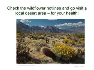 Check the wildflower hotlines and go visit a
local desert area – for your health!
© Project SOUND
http://www.theabf.org/wildflowers
 