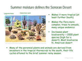 Summer moisture defines the Sonoran Desert
 Makes it more tropical (at
least further South)
 Makes the flora more
complex; trees to annuals,
many unique endemics
 Increases plant
biodiversity: > 2000 plant
species (high for a
desert). Most biodiverse
N. American desert
© Project SOUND
 Many of the perennial plants and animals are derived from
ancestors in the tropical thornscrub to the south, their life
cycles attuned to the brief summer rainy season.
http://geography5ecosystem.blogspot.com/2012/11/historical-state-of-sonoran-desert.html
Legume trees Columnar cacti
 
