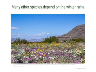 Many other species depend on the winter rains
© Project SOUND
https://coastsideslacking.com/2017/03/30/super-bloom-part-1-anza-borrego-wildflowers-defy-expectations-but-we-are-
impressed-anyway/
 