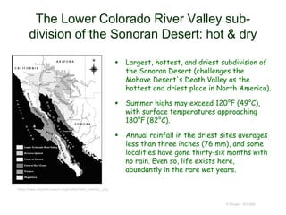 The Lower Colorado River Valley sub-
division of the Sonoran Desert: hot & dry
 Largest, hottest, and driest subdivision of
the Sonoran Desert (challenges the
Mohave Desert's Death Valley as the
hottest and driest place in North America).
 Summer highs may exceed 120°F (49°C),
with surface temperatures approaching
180°F (82°C).
 Annual rainfall in the driest sites averages
less than three inches (76 mm), and some
localities have gone thirty-six months with
no rain. Even so, life exists here,
abundantly in the rare wet years.
© Project SOUND
https://www.desertmuseum.org/books/nhsd_biomes_.php
 