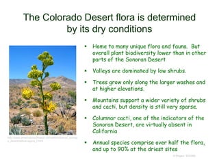The Colorado Desert flora is determined
by its dry conditions
 Home to many unique flora and fauna. But
overall plant biodiversity lower than in other
parts of the Sonoran Desert
 Valleys are dominated by low shrubs.
 Trees grow only along the larger washes and
at higher elevations.
 Mountains support a wider variety of shrubs
and cacti, but density is still very sparse.
 Columnar cacti, one of the indicators of the
Sonoran Desert, are virtually absent in
California
 Annual species comprise over half the flora,
and up to 90% at the driest sites
© Project SOUND
http://www.americansouthwest.net/california/anza_borreg
o_desert/yellow-agave_l.html
 