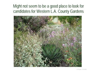 Might not seem to be a good place to look for
candidates for Western L.A. County Gardens
© Project SOUND
 