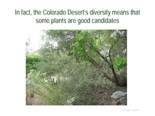 In fact, the Colorado Desert’s diversity means that
some plants are good candidates
© Project SOUND
 