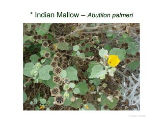© Project SOUND
* Indian Mallow – Abutilon palmeri
 
