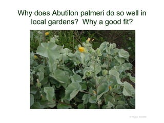 Why does Abutilon palmeri do so well in
local gardens? Why a good fit?
© Project SOUND
 