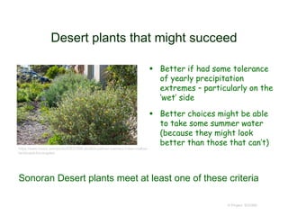 Desert plants that might succeed
 Better if had some tolerance
of yearly precipitation
extremes – particularly on the
‘wet’ side
 Better choices might be able
to take some summer water
(because they might look
better than those that can’t)
© Project SOUND
https://www.houzz.com/photo/53631956-abutilon-palmeri-palmers-indian-mallow-
landscape-los-angeles
Sonoran Desert plants meet at least one of these criteria
 