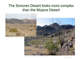 The Sonoran Desert looks more complex
than the Mojave Desert
© Project SOUNDhttps://cactiguide.com/article/?article=article5.php
http://granite.ucnrs.net/?page_id=869
 