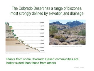 The Colorado Desert has a range of biozones,
most strongly defined by elevation and drainage
© Project SOUND
https://www.nps.gov/im/sodn/ecosystems.htm
https://en.wikipedia.org/wiki/Lower_Colorado_River_Valley
Plants from some Colorado Desert communities are
better suited than those from others
 