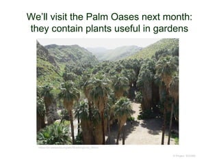We’ll visit the Palm Oases next month:
they contain plants useful in gardens
© Project SOUND
https://en.wikipedia.org/wiki/Washingtonia_filifera
 