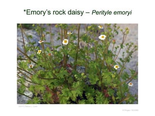 © Project SOUND
*Emory’s rock daisy – Perityle emoryi
©2013 Debra L. Cook
 