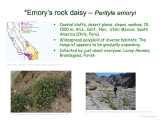 © Project SOUND
*Emory’s rock daisy – Perityle emoryi
http://ucjeps.berkeley.edu/eflora/eflora_display.php?tid=4303
http://www.smmflowers.org/bloom/species/Perityle_emoryi.htm
http://www.birdandhike.com/Veg/Species/Forbs-A/Perity_emo/_Per_emo.htm
 Coastal bluffs, desert plains, slopes, washes; 10-
1500 m; Ariz., Calif., Nev., Utah; Mexico; South
America (Chile, Peru).
 Widespread polyploid of diverse habitats. The
range of appears to be gradually expanding.
 Collected by just about everyone: Leroy Abrams,
Brandegees, Parish
 