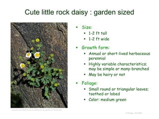 © Project SOUND
Cute little rock daisy : garden sized
 Size:
 1-2 ft tall
 1-2 ft wide
 Growth form:
 Annual or short-lived herbaceous
perennial
 Highly variable characteristics;
may be simple or many-branched
 May be hairy or not
 Foliage:
 Small round or triangular leaves;
toothed or lobed
 Color: medium green
Gerald and Buff Corsi © California Academy of Sciences.
 