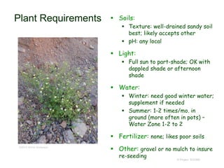 © Project SOUND
Plant Requirements  Soils:
 Texture: well-drained sandy soil
best; likely accepts other
 pH: any local
 Light:
 Full sun to part-shade; OK with
dappled shade or afternoon
shade
 Water:
 Winter: need good winter water;
supplement if needed
 Summer: 1-2 times/mo. in
ground (more often in pots) –
Water Zone 1-2 to 2
 Fertilizer: none; likes poor soils
 Other: gravel or no mulch to insure
re-seeding
©2015 Wynn Anderson
 