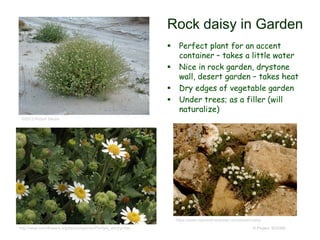 © Project SOUND
Rock daisy in Garden
 Perfect plant for an accent
container – takes a little water
 Nice in rock garden, drystone
wall, desert garden – takes heat
 Dry edges of vegetable garden
 Under trees; as a filler (will
naturalize)
©2013 Robert Sikora
https://www.naturesfinestseed.com/desert-daisy
http://www.smmflowers.org/bloom/species/Perityle_emoryi.htm
 