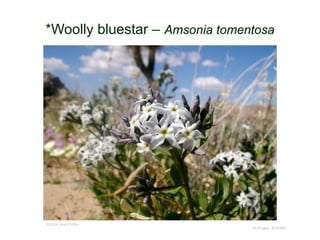 © Project SOUND
*Woolly bluestar – Amsonia tomentosa
©2004 Brent Miller
 