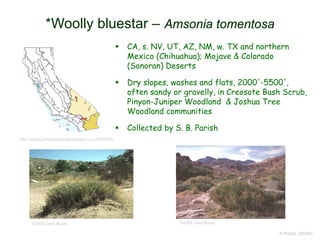 © Project SOUND
*Woolly bluestar – Amsonia tomentosa
©2000 Carol Bruce ©2000 Carol Bruce
 CA, s. NV, UT, AZ, NM, w. TX and northern
Mexico (Chihuahua); Mojave & Colorado
(Sonoran) Deserts
 Dry slopes, washes and flats, 2000'-5500',
often sandy or gravelly, in Creosote Bush Scrub,
Pinyon-Juniper Woodland & Joshua Tree
Woodland communities
 Collected by S. B. Parish
http://ucjeps.berkeley.edu/cgi-bin/get_cpn.pl?AMTO2
 