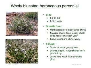 © Project SOUND
Wooly bluestar: herbaceous perennial
 Size:
 1-2 ft tall
 2-5 ft wide
 Growth form:
 Herbaceous or delicate sub-shrub
 Slender stems from woody stalk;
adds new stems each year
 Some plants are white-wooly
 Foliage:
 Green or more gray-green
 Leaves simple, lance-shaped with
pointed tip
 Looks very much like a garden
plant
©2004 Brent Miller
 