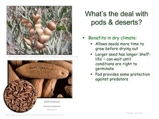 What’s the deal with
pods & deserts?
 Benefits in dry climate:
 Allows seeds more time to
grow before drying out
 Larger seed has longer ‘shelf-
life’ – can wait until
conditions are right to
germinate
 Pod provides some protection
against predators
© Project SOUND
http://www.birdandhike.com/Veg/Species/Forbs-P/Amsoni_tom/_Ams_tom.htm
http://www.hazmac.biz/051212/051212AmsoniaTomentosa03.html
 