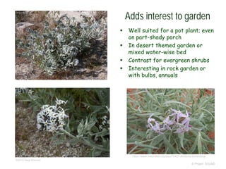 © Project SOUND
Adds interest to garden
 Well suited for a pot plant; even
on part-shady porch
 In desert themed garden or
mixed water-wise bed
 Contrast for evergreen shrubs
 Interesting in rock garden or
with bulbs, annuals
©2010 Neal Kramer
https://www.inaturalist.org/taxa/75427-Amsonia-tomentosa
 