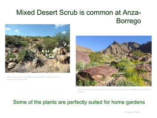 Mixed Desert Scrub is common at Anza-
Borrego
© Project SOUND
https://www.fs.fed.us/wildflowers/beauty/Sky_Islands/commu
nities/desertscrub.shtml
https://www.travel-experience-live.com/anza-borrego-desert-wildflowers-superbloom-
photos/
Some of the plants are perfectly suited for home gardens
 