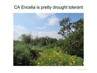 CA Encelia is pretty drought tolerant
© Project SOUND
 