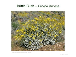 © Project SOUND
Brittle Bush – Encelia farinosa
https://en.wikipedia.org/wiki/Encelia_farinosa
 