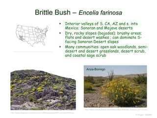 © Project SOUND
Brittle Bush – Encelia farinosa
 Interior valleys of S. CA, AZ and s. into
Mexico; Sonoran and Mojave deserts
 Dry, rocky slopes (bajadas); brushy areas;
flats and desert washes ; can dominate S-
facing Sonoran Desert slopes
 Many communities: open oak woodlands, semi-
desert and desert grasslands, desert scrub,
and coastal sage scrub
http://www.graniteseed.com/seeds/seed.php/Encelia_farinosa
http://www.laspilitas.com/nature-of-california/plants/261--encelia-farinosa
Anza-Borrego
http://www.natureathand.com/Main/Gallery/Encelia_farinosa_57712.htm
 