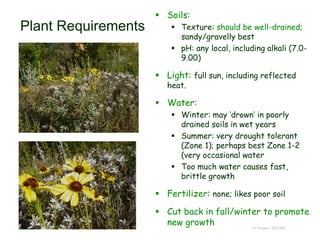 © Project SOUND
Plant Requirements
 Soils:
 Texture: should be well-drained;
sandy/gravelly best
 pH: any local, including alkali (7.0-
9.00)
 Light: full sun, including reflected
heat.
 Water:
 Winter: may ‘drown’ in poorly
drained soils in wet years
 Summer: very drought tolerant
(Zone 1); perhaps best Zone 1-2
(very occasional water
 Too much water causes fast,
brittle growth
 Fertilizer: none; likes poor soil
 Cut back in fall/winter to promote
new growth
 
