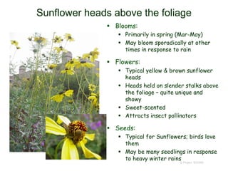 © Project SOUND
Sunflower heads above the foliage
 Blooms:
 Primarily in spring (Mar-May)
 May bloom sporadically at other
times in response to rain
 Flowers:
 Typical yellow & brown sunflower
heads
 Heads held on slender stalks above
the foliage – quite unique and
showy
 Sweet-scented
 Attracts insect pollinators
 Seeds:
 Typical for Sunflowers; birds love
them
 May be many seedlings in response
to heavy winter rains
 
