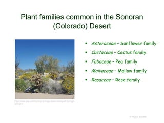 Plant families common in the Sonoran
(Colorado) Desert
 Asteraceae – Sunflower family
 Cactaceae – Cactus family
 Fabaceae – Pea family
 Malvaceae – Mallow family
 Rosaceae – Rose family
© Project SOUND
https://www.yelp.com/biz/anza-borrego-desert-state-park-borrego-
springs-3
 