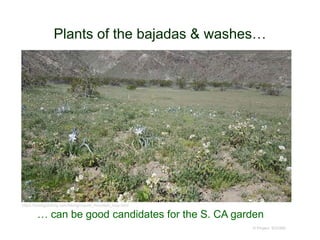 Plants of the bajadas & washes…
© Project SOUND
https://borregohiking.com/hiking/coyote_mountain_loop.html
… can be good candidates for the S. CA garden
 
