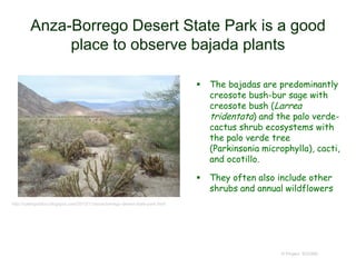 Anza-Borrego Desert State Park is a good
place to observe bajada plants
 The bajadas are predominantly
creosote bush-bur sage with
creosote bush (Larrea
tridentata) and the palo verde-
cactus shrub ecosystems with
the palo verde tree
(Parkinsonia microphylla), cacti,
and ocotillo.
 They often also include other
shrubs and annual wildflowers
© Project SOUND
http://calebgolston.blogspot.com/2013/11/anza-borrego-desert-state-park.html
 