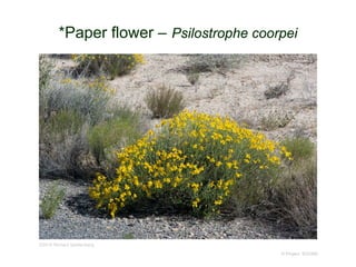 © Project SOUND
*Paper flower – Psilostrophe coorpei
©2016 Richard Spellenberg
 