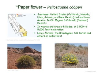 © Project SOUND
*Paper flower – Psilostrophe cooperi
http://ucjeps.berkeley.edu/eflora/eflora_display.php?tid=4503
©2010 Jean Pawek
©2010 Neal Kramer
 Southwest United States (California, Nevada,
Utah, Arizona, and New Mexico) and northern
Mexico. In CA: Mojave & Colorado (Sonoran)
Deserts
 In washes and gravely hillsides, at 2,000 to
5,000 feet in elevation
 Leroy Abrams, the Brandegees, S.B. Parish and
others all collected it
 