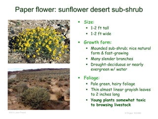© Project SOUND
Paper flower: sunflower desert sub-shrub
 Size:
 1-2 ft tall
 1-2 ft wide
 Growth form:
 Mounded sub-shrub; nice natural
form & fast-growing
 Many slender branches
 Drought-deciduous or nearly
evergreen w/ water
 Foliage:
 Pale green, hairy foliage
 Thin almost linear grayish leaves
to 2 inches long
 Young plants somewhat toxic
to browsing livestock
©2012 Jean Pawek
 