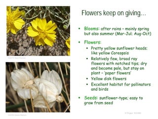 © Project SOUND
Flowers keep on giving…
 Blooms: after rains – mainly spring
but also summer (Mar-Jul; Aug-Oct)
 Flowers:
 Pretty yellow sunflower heads;
like yellow Coreopsis
 Relatively few, broad ray
flowers with notched tips; dry
and become pale, but stay on
plant – ‘paper flowers’
 Yellow disk flowers
 Excellent habitat for pollinators
and birds
 Seeds: sunflower-type; easy to
grow from seed
©2010 Neal Kramer
©2008 Steve Matson
 