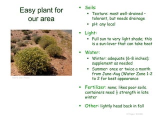 © Project SOUND
Easy plant for
our area
 Soils:
 Texture: most well-drained –
tolerant, but needs drainage
 pH: any local
 Light:
 Full sun to very light shade; this
is a sun-lover that can take heat
 Water:
 Winter: adequate (6-8 inches);
supplement as needed
 Summer: once or twice a month
from June-Aug (Water Zone 1-2
to 2 for best appearance
 Fertilizer: none; likes poor soils.
containers need ½ strength in late
winter
 Other: lightly head back in fall
©2010 Jean Pawek
 