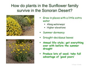 How do plants in the Sunflower family
survive in the Sonoran Desert?
 Grow in places with a little extra
water
 Along waterways
 Higher elevations
 Summer dormancy
 Drought-deciduous leaves
 Annual life-style; get everything
over with before the summer
drought
 Produce lots of seed; take full
advantage of ‘good years’
© Project SOUND
 