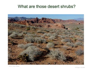 What are those desert shrubs?
© Project SOUND
©2012 Jean Pawek
 