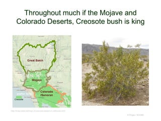 Throughout much if the Mojave and
Colorado Deserts, Creosote bush is king
© Project SOUND
http://map-state.bid/map-of-colorado-desert-in-california.html
 
