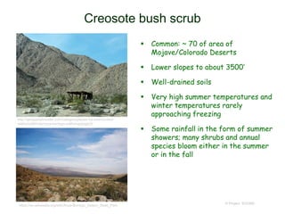 Creosote bush scrub
 Common: ~ 70 of area of
Mojave/Colorado Deserts
 Lower slopes to about 3500‘
 Well-drained soils
 Very high summer temperatures and
winter temperatures rarely
approaching freezing
 Some rainfall in the form of summer
showers; many shrubs and annual
species bloom either in the summer
or in the fall
© Project SOUND
https://en.wikipedia.org/wiki/Anza-Borrego_Desert_State_Park
http://geogypsytraveler.com/category/places-ive-been/united-
states/california/anza-borrego-california/page/2/
 