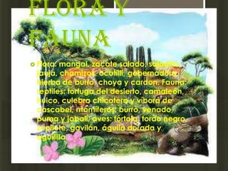 Flora y
fauna
 Flora: mangal, zacate salado, saladillo,
  jauja, chamizos, ocotilli, gobernadora,
  hierba de burro, choya y cardon. Fauna:
  reptiles: tortuga del desierto, camaleón,
  huico, culebra chicotera y víbora de
  cascabel, mamíferos: burro, venado,
  puma y jabalí, aves: tórtola, tordo negro,
  zopilote, gavilán, águila dorada y
  aguililla.
 
