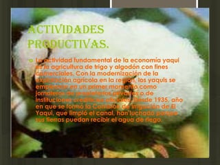 Actividades
productivas.
   La actividad fundamental de la economía yaqui
    es la agricultura de trigo y algodón con fines
    comerciales. Con la modernización de la
    explotación agrícola en la región, los yaquis se
    emplearon en un primer momento como
    jornaleros de propietarios privados o de
    instituciones crediticias oficiales. Desde 1935, año
    en que se formó la Comisión de Irrigación de El
    Yaqui, que limpió el canal, han luchado porque
    sus tierras puedan recibir el agua de riego.
 