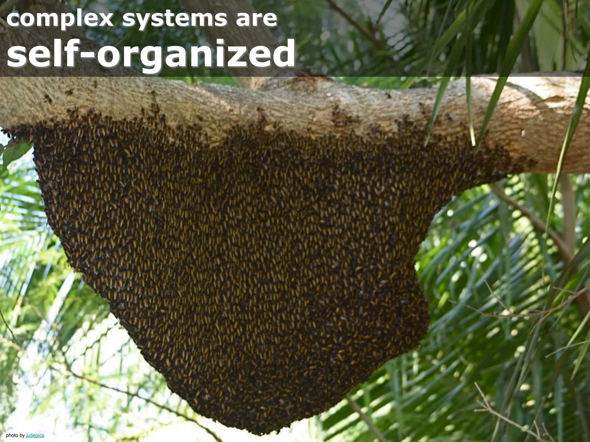 photo by ClintJCL
complex systems show
emergent behavior
 